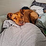 Toasty is registered to the contest to win money with this photo: dog, sleeping, resting, brown_dog, pet, animal, bed, blanket, pillow, bedroom, indoors, cozy, relaxed, lying_down, head_resting, floppy_ears, short_fur, portrait, bedding, home