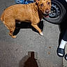 Toasty joined the competition — help win amazing prizes! dog, tan_dog, brown_fur, happy, smiling, open_mouth, outdoor, street, pavement, car, wheel, tire, person, jeans, sandals, shadow, sunlight, standing, pet, portrait