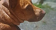 Toasty joined the competition — help win amazing prizes! dog, brown_dog, canine, pet, animal, profile, side_view, sitting, collar, leash, short_hair, wrinkled_face, floppy_ears, snout, nose, outdoors, night, bokeh, portrait, close_up