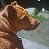 dog, brown_dog, canine, pet, animal, profile, side_view, sitting, collar, leash, short_hair, wrinkled_face, floppy_ears, snout, nose, outdoors, night, bokeh, portrait, close_up