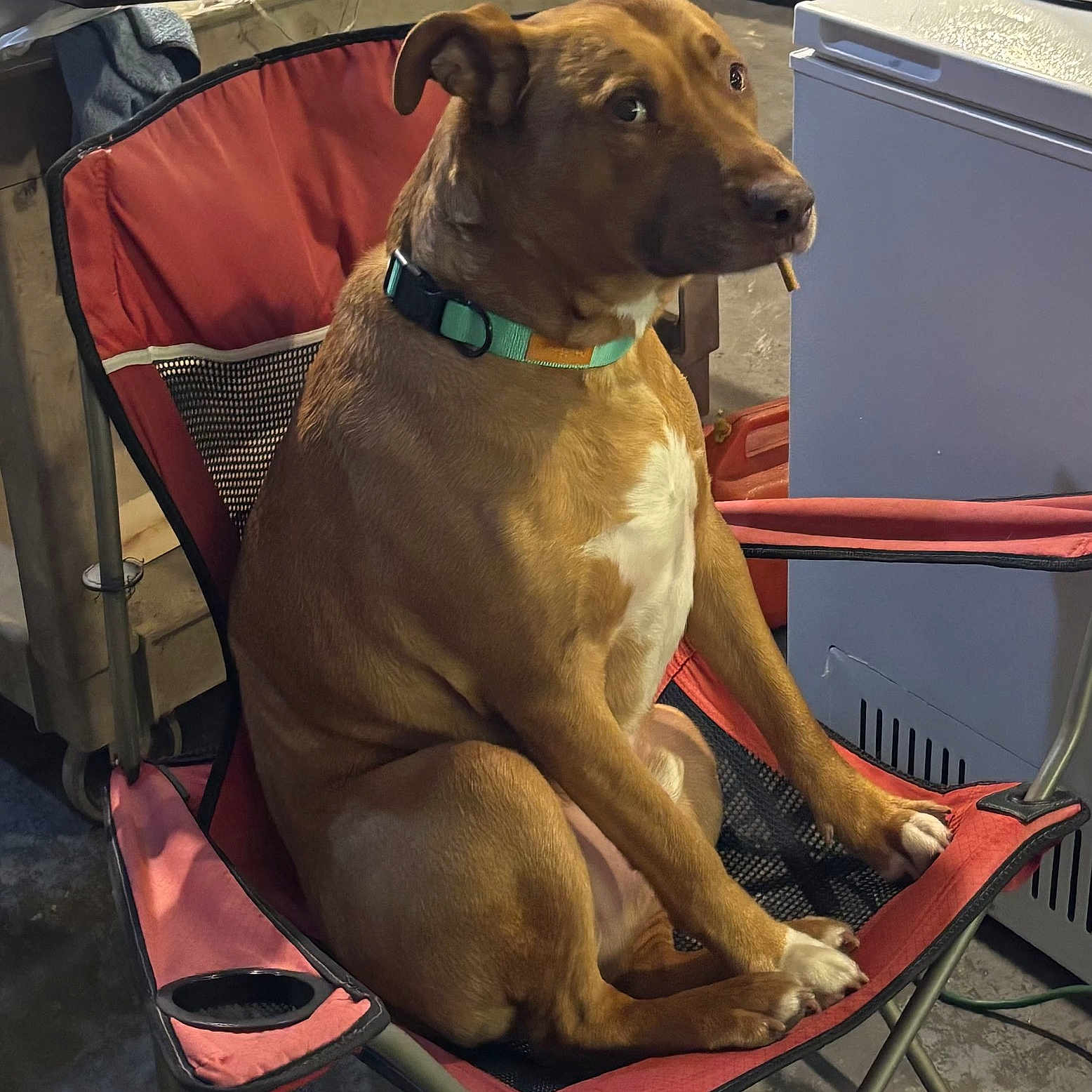 Toasty is registered to the contest to win money with this photo: dog, brown_dog, sitting, camp_chair, red_chair, collar, indoor, basement, laundry_basket, household, furniture, portrait, pet, canine, short_hair, white_chest, alert, funny, candid, home