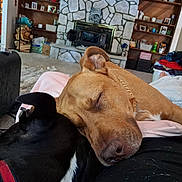 Toasty is registered to the contest to win money with this photo: dogs, puppies, sleeping, cuddling, resting, brown_dog, black_dog, white_chest, pet, indoor, living_room, fireplace, couch, blanket, collar, red_collar, home, relaxed, close_up, adorable