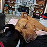dogs, puppies, sleeping, cuddling, resting, brown_dog, black_dog, white_chest, pet, indoor, living_room, fireplace, couch, blanket, collar, red_collar, home, relaxed, close_up, adorable