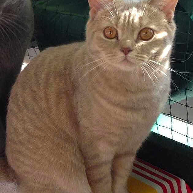Zita