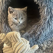 Andy a rejoint le concours — aidez-le/la à gagner de superbes lots ! animal, cat, cat_cave, comfort, cozy, curious, cute, domestic_animal, fur, furry, gray, indoor, kitten, pet, plush_toy, resting, small, soft, texture, young