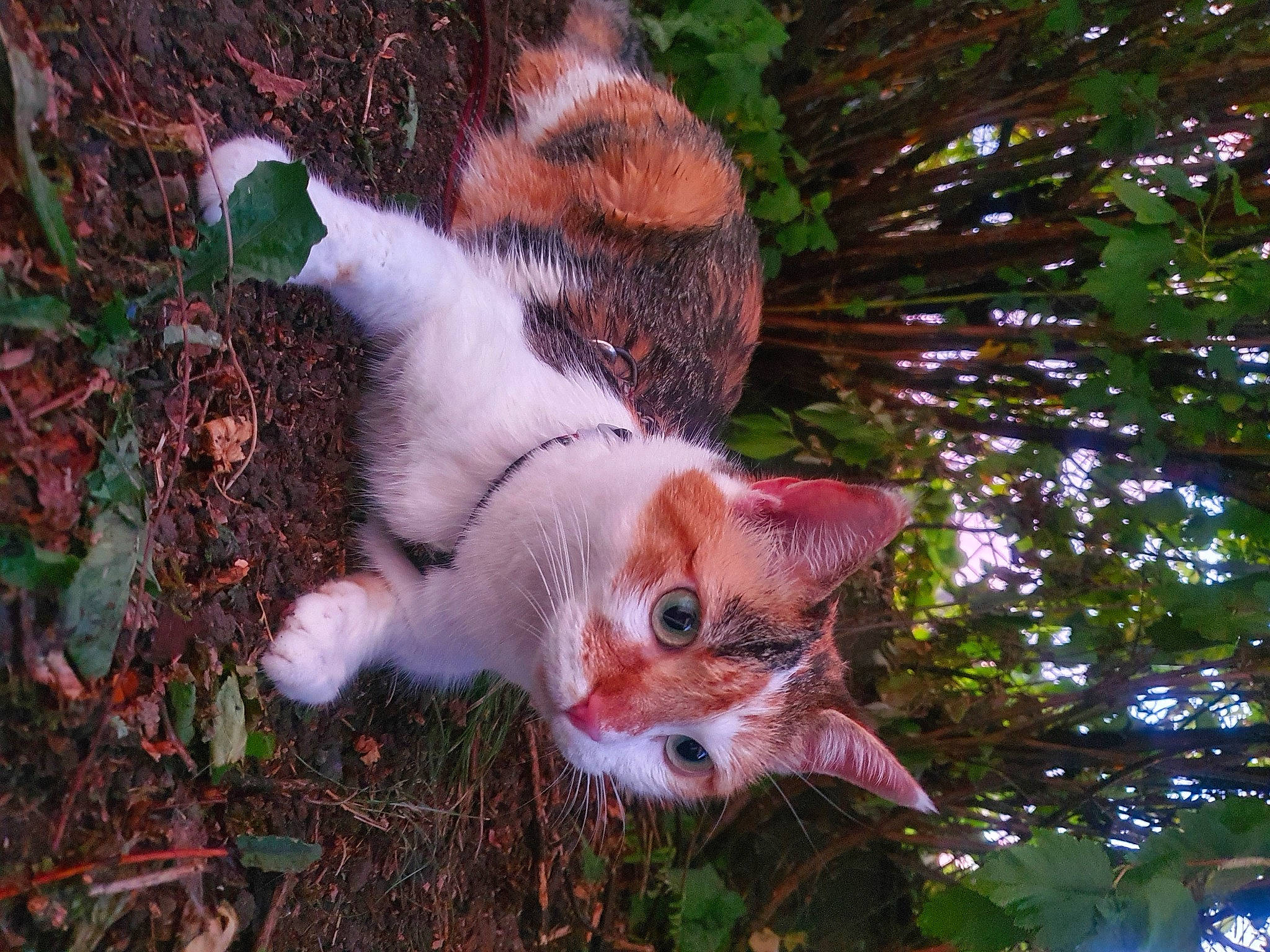 Nina participe au concours pour gagner de l'argent avec cette photo : carnivore, cat, domestic_short_haired_cat, fawn, felidae, fur, grass, groundcover, plant, small_to_medium_sized_cats, snout, tail, terrestrial_animal, terrestrial_plant, tree, trunk, twig, whiskers, wildlife, wood