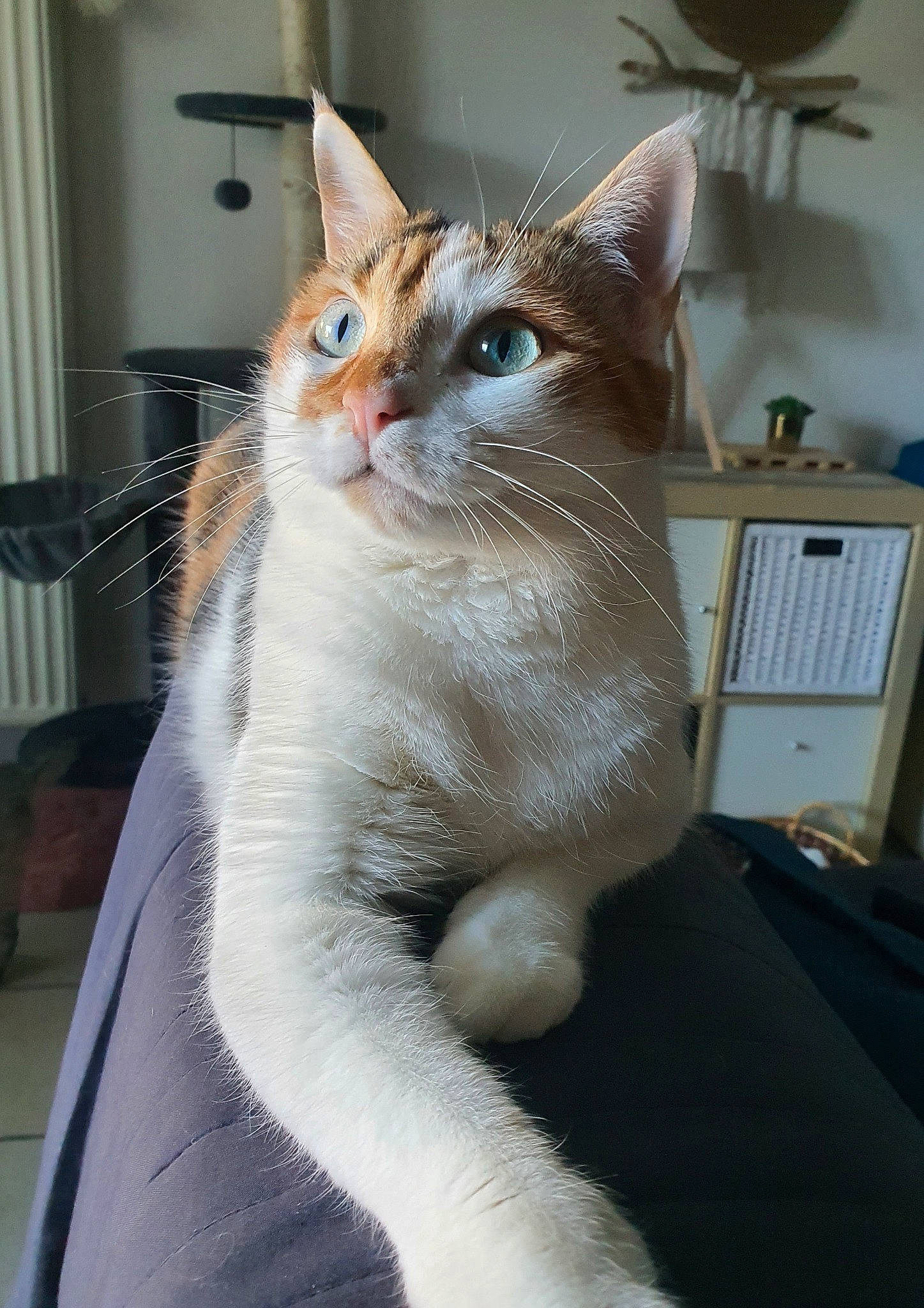Nina a rejoint le concours — aidez-le/la à gagner de superbes lots ! box, carnivore, cat, comfort, domestic_short_haired_cat, fawn, felidae, fur, paw, small_to_medium_sized_cats, snout, tail, whiskers, window