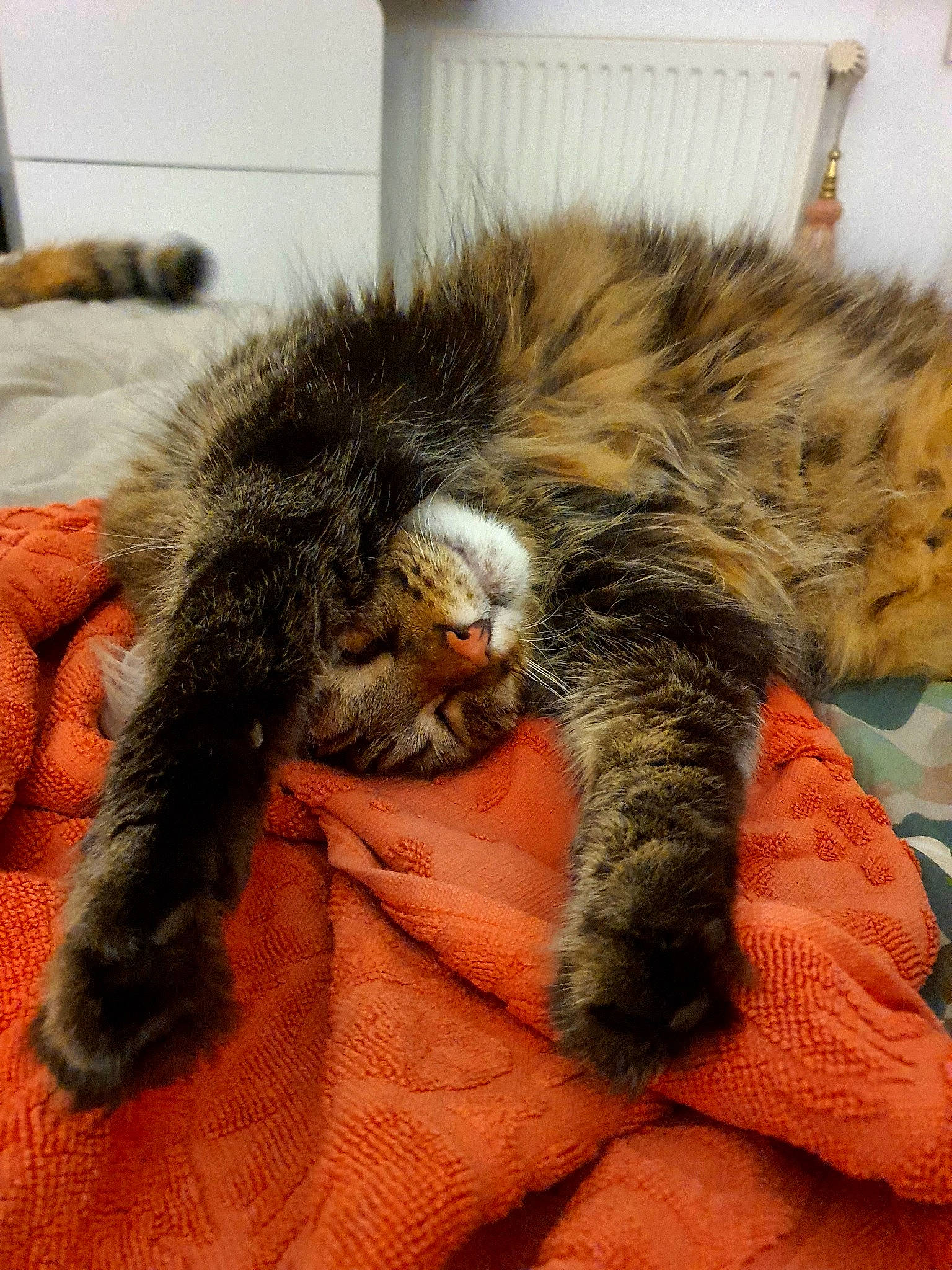 César a rejoint le concours — aidez-le/la à gagner de superbes lots ! carnivore, cat, claw, comfort, felidae, fur, nap, natural_material, paw, sleep, small_to_medium_sized_cats, snout, tail, terrestrial_animal, whiskers