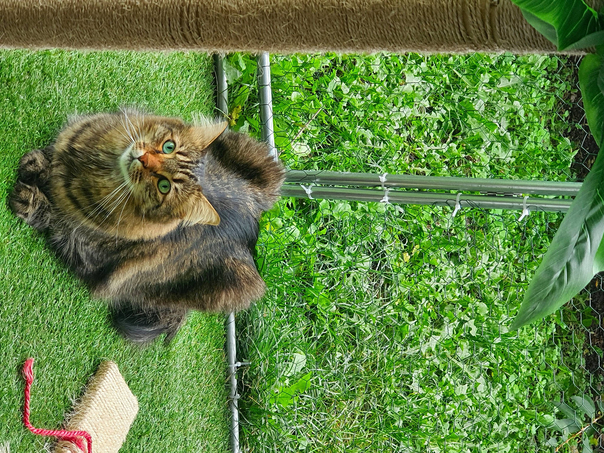 César participe au concours pour gagner de l'argent avec cette photo : big_cats, canidae, carnivore, cat, dog_breed, domestic_short_haired_cat, fawn, felidae, fur, grass, groundcover, mesh, plant, small_to_medium_sized_cats, snout, sporting_group, squirrel, tail, terrestrial_animal, whiskers