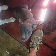 Tough is registered to the contest to win money with this photo: animal, carpet, curious, dog, floor, footwear, human_leg, indoor, light_reflection, looking_up, patterned_rug, paw, pet, playful, puppy, red_carpet, rope_toy, shoe, sock, tattoo