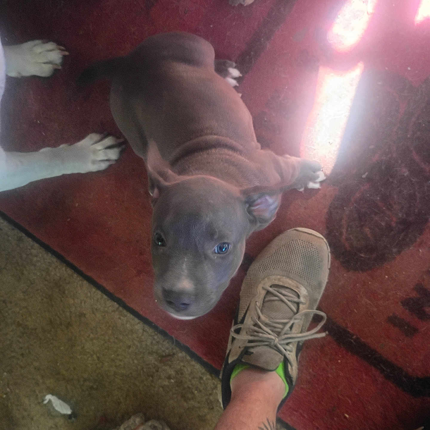 Tough is registered to the contest to win money with this photo: animal, carpet, curious, dog, floor, footwear, human_leg, indoor, light_reflection, looking_up, patterned_rug, paw, pet, playful, puppy, red_carpet, rope_toy, shoe, sock, tattoo