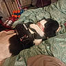 animal, bed, black_and_white, blanket, bottles, clutter, collar, cozy, dog, fabric, household_items, indoor, laying_down, pattern, pet, resting, room, service_dog, snacks, vest