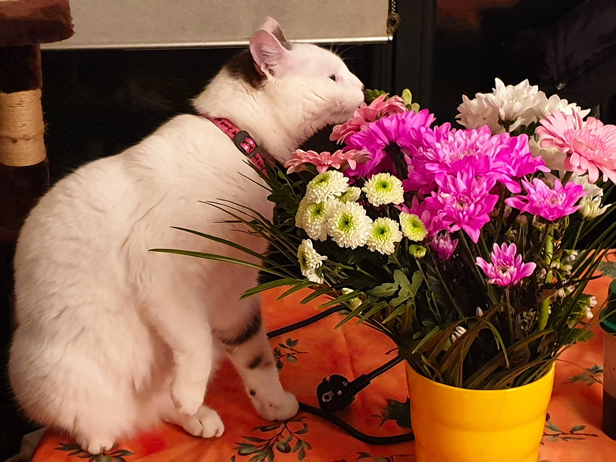 Olaf a rejoint le concours — aidez-le/la à gagner de superbes lots ! annual_plant, artificial_flower, bouquet, carnivore, collar, companion_dog, dog, dog_breed, fawn, felidae, flower, flower_arranging, flowering_plant, flowerpot, herbaceous_plant, petal, pink, plant, whiskers, white