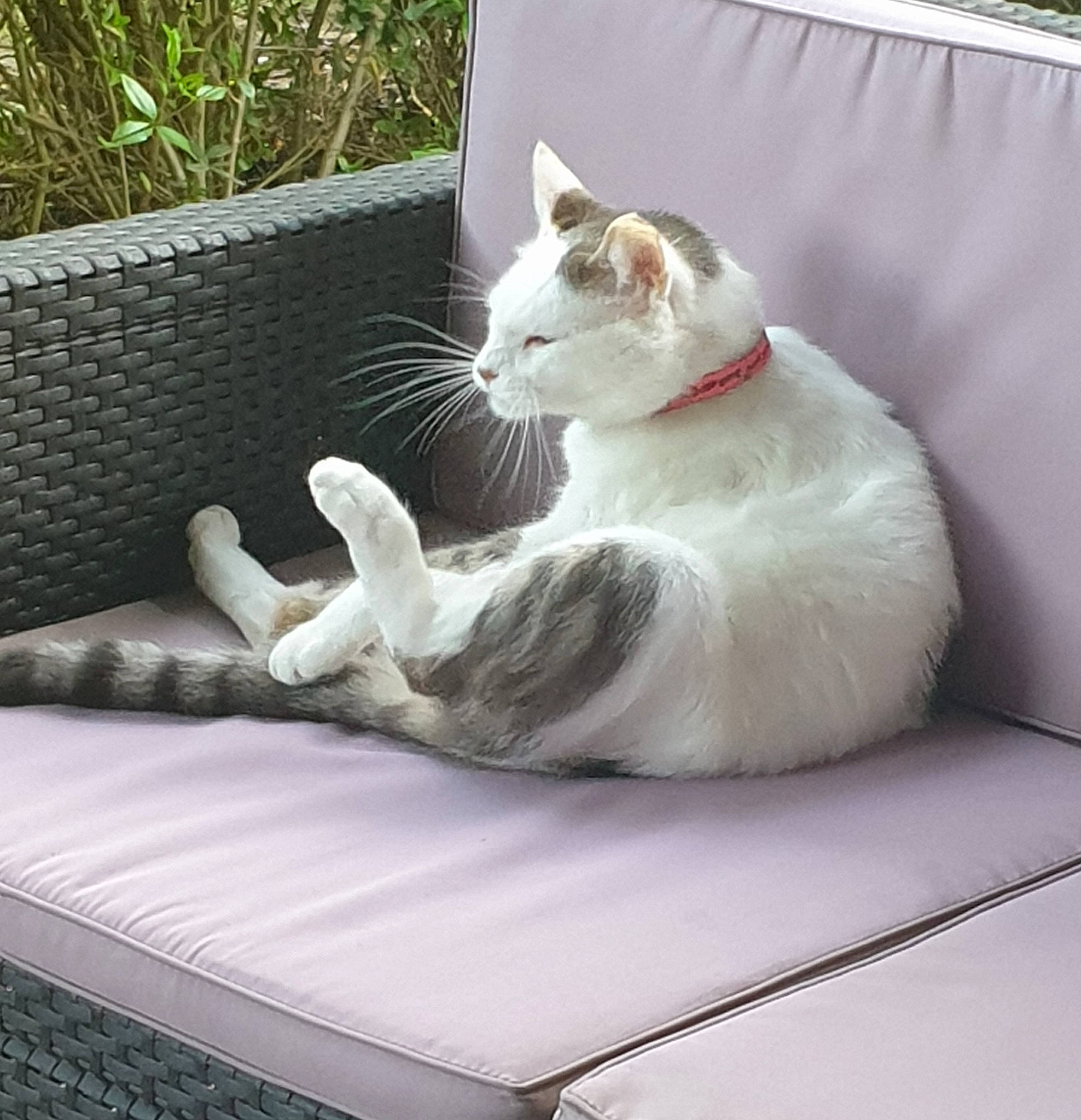 Olaf a rejoint le concours — aidez-le/la à gagner de superbes lots ! carnivore, cat, claw, comfort, domestic_short_haired_cat, eye, fawn, felidae, flowerpot, fur, grass, grey, paw, plant, sitting, small_to_medium_sized_cats, snout, tail, whiskers, window