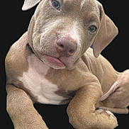 Mydastouch is registered to the contest to win money with this photo: puppy, dog, pet, animal, cute, laying_down, brown_fur, white_markings, claws, ears, face, nose, paw, young, domestic_animal, closeup, portrait, black_background, relaxed, adorable