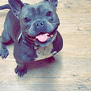 Blue joined the competition — help win amazing prizes! dog, french_bulldog, pet, indoor, wooden_floor, happy, tongue_out, smiling, sitting, looking_up, ears_up, collar, animal, cute, domestic_animal, mammal, face, canine, playful, friendly