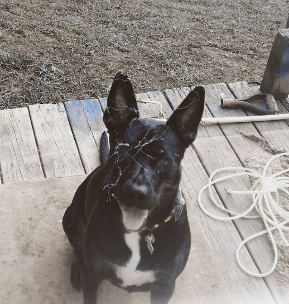 Money is registered to the contest to win money with this photo: boston_terrier, bulldog, canidae, carnivore, collar, companion_dog, dog, dog_breed, dog_collar, ear, fawn, french_bulldog, non_sporting_group, pet_supply, snout, sporting_group, tail, toy_dog, whiskers, working_animal