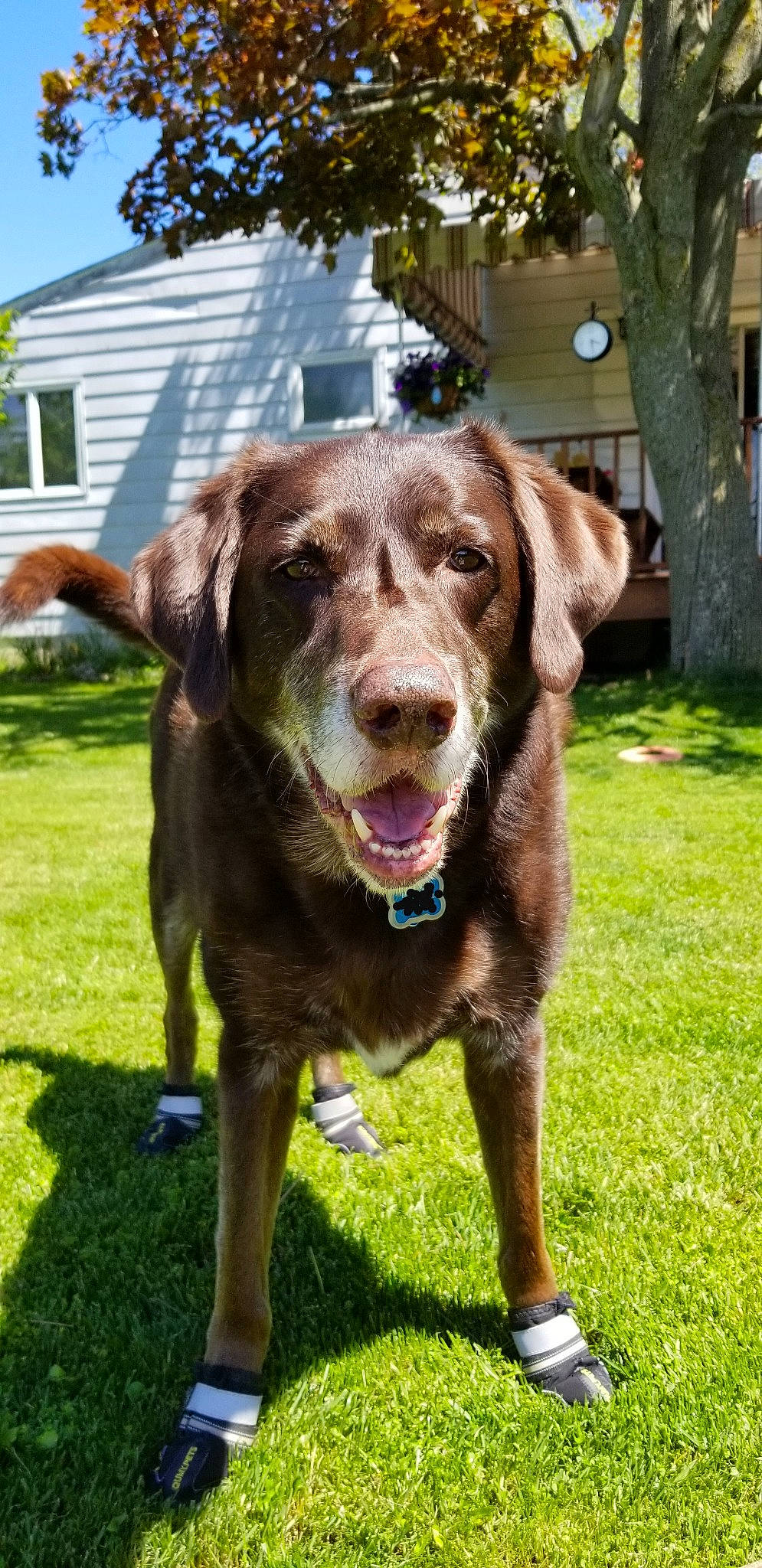 Indiana joined the competition — help win amazing prizes! canidae, carnivore, chesapeake_bay_retriever, companion_dog, dog, dog_breed, grass, hunting_dog, labrador_retriever, liver, plant, pointing_breed, retriever, snout, sporting_group, weimaraner