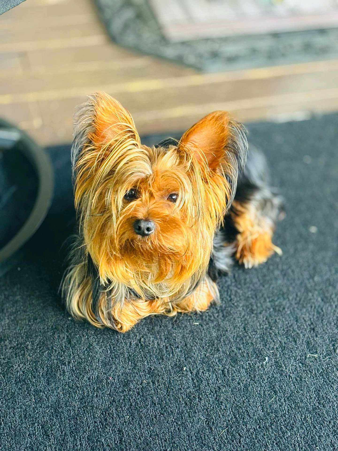 Kash is registered to the contest to win money with this photo: dog, yorkshire_terrier, pet, fur, ears, carpet, indoor, animal, cute, small_dog, lying_down, brown_fur, black_fur, close_up, canine, domestic_animal, portrait, fluffy, eye_contact, relaxed