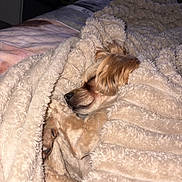 Ollie joined the competition — help win amazing prizes! dog, blanket, sleeping, cozy, fur, pet, indoor, comfort, rest, snuggled, cute, warm, soft, animal, paw, bed, relaxation, napping, fur_texture, small_dog