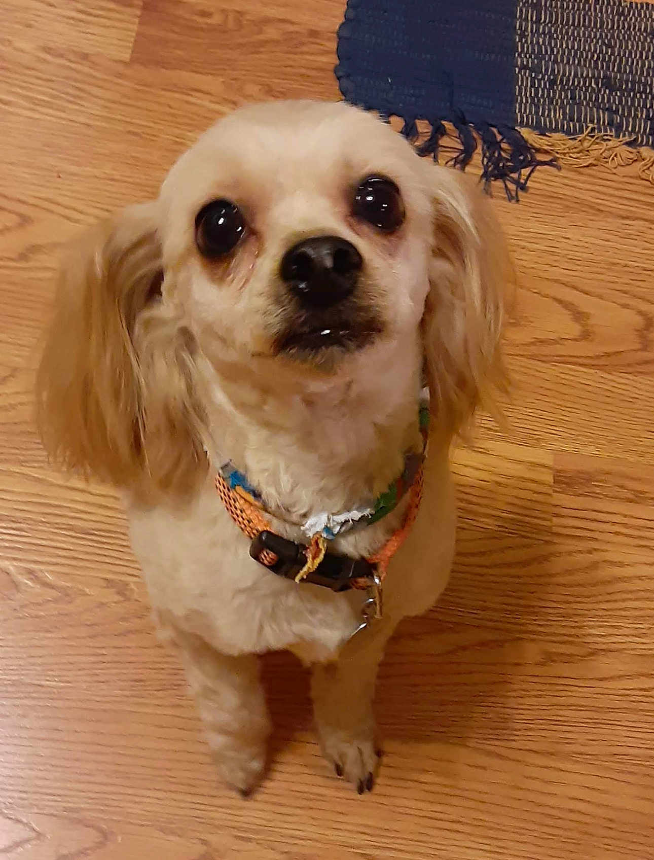 Ollie joined the competition — help win amazing prizes! dog, small_dog, pet, indoor, wooden_floor, collar, fur, ears, brown, cute, animal, looking_up, floor, domestic, companion, mammal, canine, standing, household, friendly