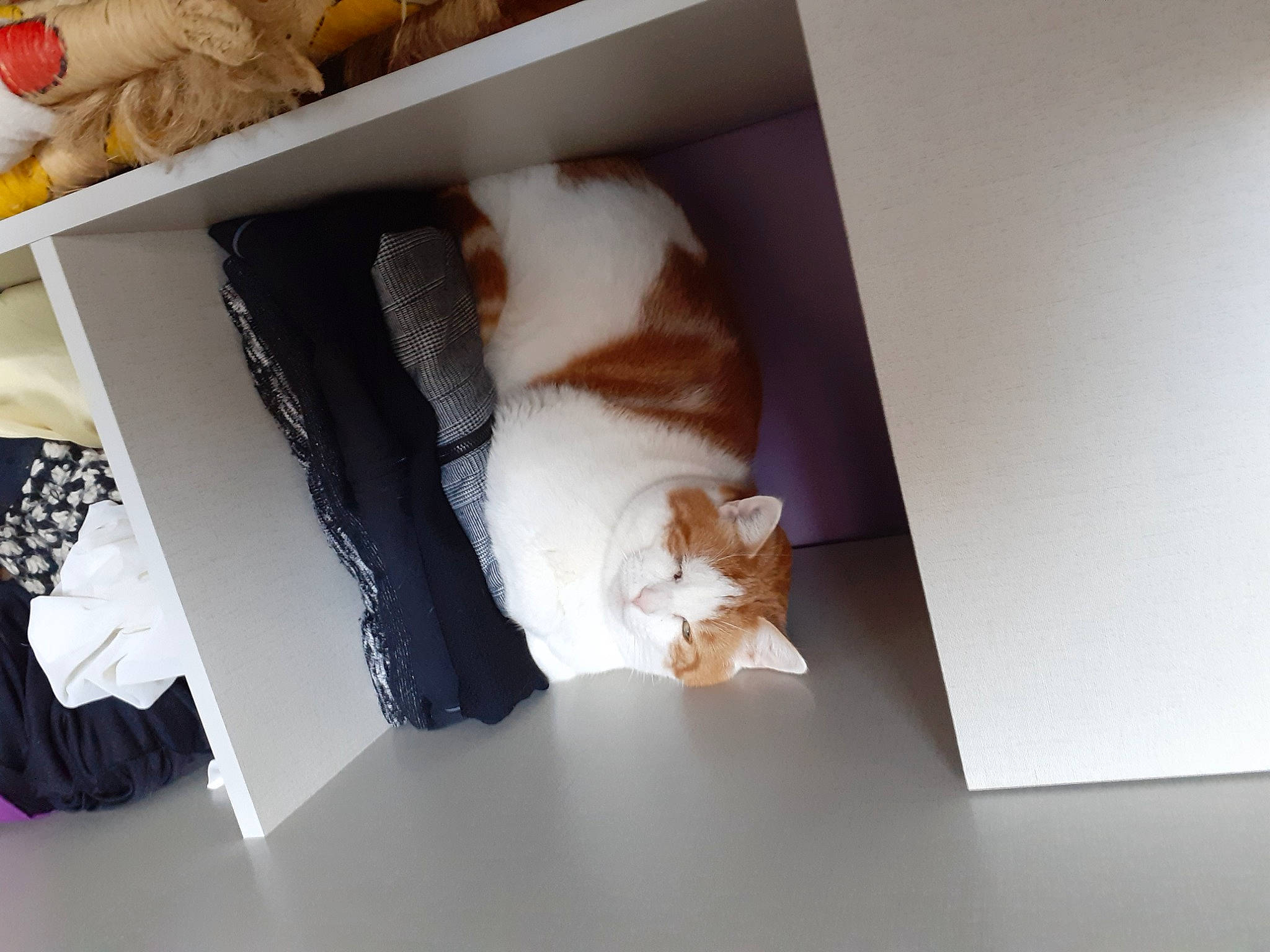 Caramelle a rejoint le concours — aidez-le/la à gagner de superbes lots ! box, carnivore, cat, comfort, domestic_short_haired_cat, felidae, flooring, fur, hardwood, packaging_and_labeling, paper, paper_product, room, shelf, shelving, small_to_medium_sized_cats, tail, textile, whiskers, wood