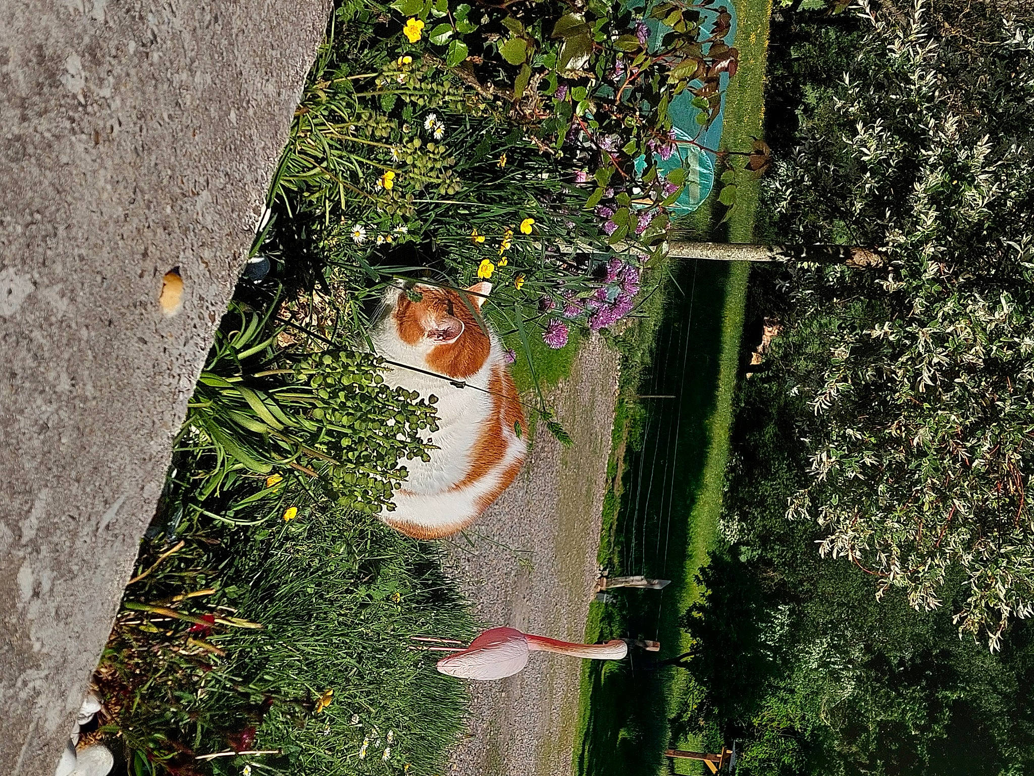 Caramelle participe au concours pour gagner de l'argent avec cette photo : botany, branch, carnivore, cat, dress, fawn, felidae, flower, grass, groundcover, organism, people_in_nature, plant, road_surface, shrub, small_to_medium_sized_cats, tail, tree, trunk, woody_plant
