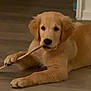 golden_retriever, puppy, dog, playing, stick, indoor, floor, wooden_floor, pet, young_dog, canine, animal, cute, lying_down, chewing, brown, fur, ears, paw, relaxed