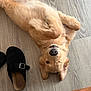 golden_retriever, puppy, dog, lying_down, playful, floor, wood_flooring, paw, slippers, black_slippers, winking, indoor, cozy, pet, fur, cute, animal, resting, brown_furniture, nose