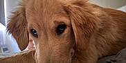 Milo is registered to the contest to win money with this photo: golden_retriever, puppy, dog, close_up, resting, indoor, soft_light, animal, pet, fur, cute, young, canine, face, ears, lying_down, snout, whiskers, brown, adorable