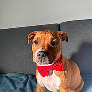 Aïko participe au concours pour gagner de l'argent avec cette photo : blanket, bow_tie, brown, collar, couch, cute, dog, ears, face, fur, indoor, light, nose, pet, puppy, red, sitting, whiskers, white, young