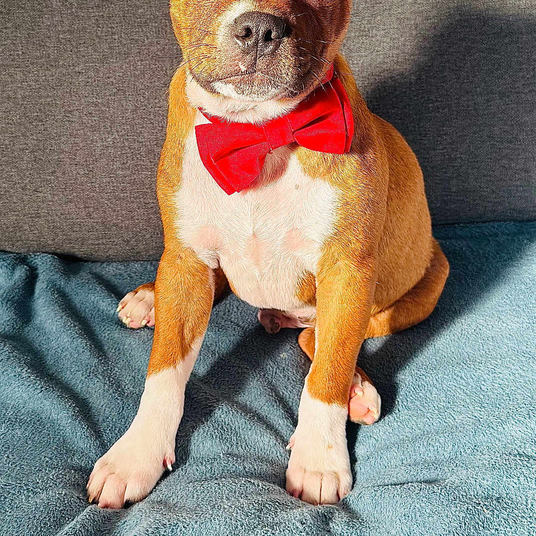 Aïko participe au concours pour gagner de l'argent avec cette photo : adorable, animal, blanket, bow_tie, canine, couch, cute, dog, ears, fur, indoor, looking, paw, pet, portrait, puppy, red_bow_tie, sitting, whiskers, young_dog