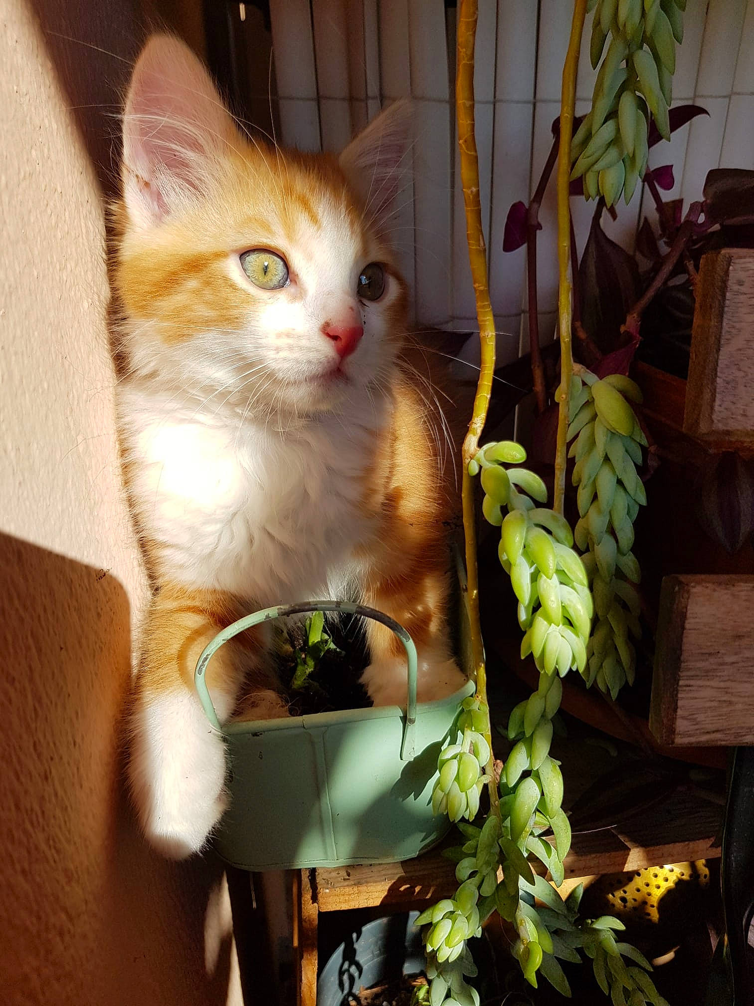 Gus participe au concours pour gagner de l'argent avec cette photo : animal_shelter, carnivore, cat, domestic_short_haired_cat, fawn, felidae, flowerpot, fur, grass, herb, houseplant, iris, pet_supply, plant, small_to_medium_sized_cats, snout, tail, whiskers, window, wood