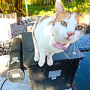 Ullissya a rejoint le concours — aidez-le/la à gagner de superbes lots ! animal, biofilter, black_box, cat, close_up, concrete, curious, daylight, feline, garden, greenery, nature, outdoor, pet, pink_collar, plants, sunlight, tail, tool, whiskers