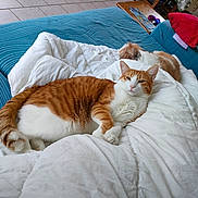Noslo a rejoint le concours — aidez-le/la à gagner de superbes lots ! animal, blanket, cat, comfort, couch, cozy, dog, fur, furniture, home, indoor, living_room, orange_cat, pet, relaxed, resting, small_dog, tile_floor, toy, white_cat