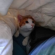 Lay participe au concours pour gagner de l'argent avec cette photo : animal, blanket, cat, closeup, comfortable, cozy, curious, cute, domestic, fur, hiding, indoor, orange_and_white, paws, peeking, pet, resting, sleepy, soft, whiskers