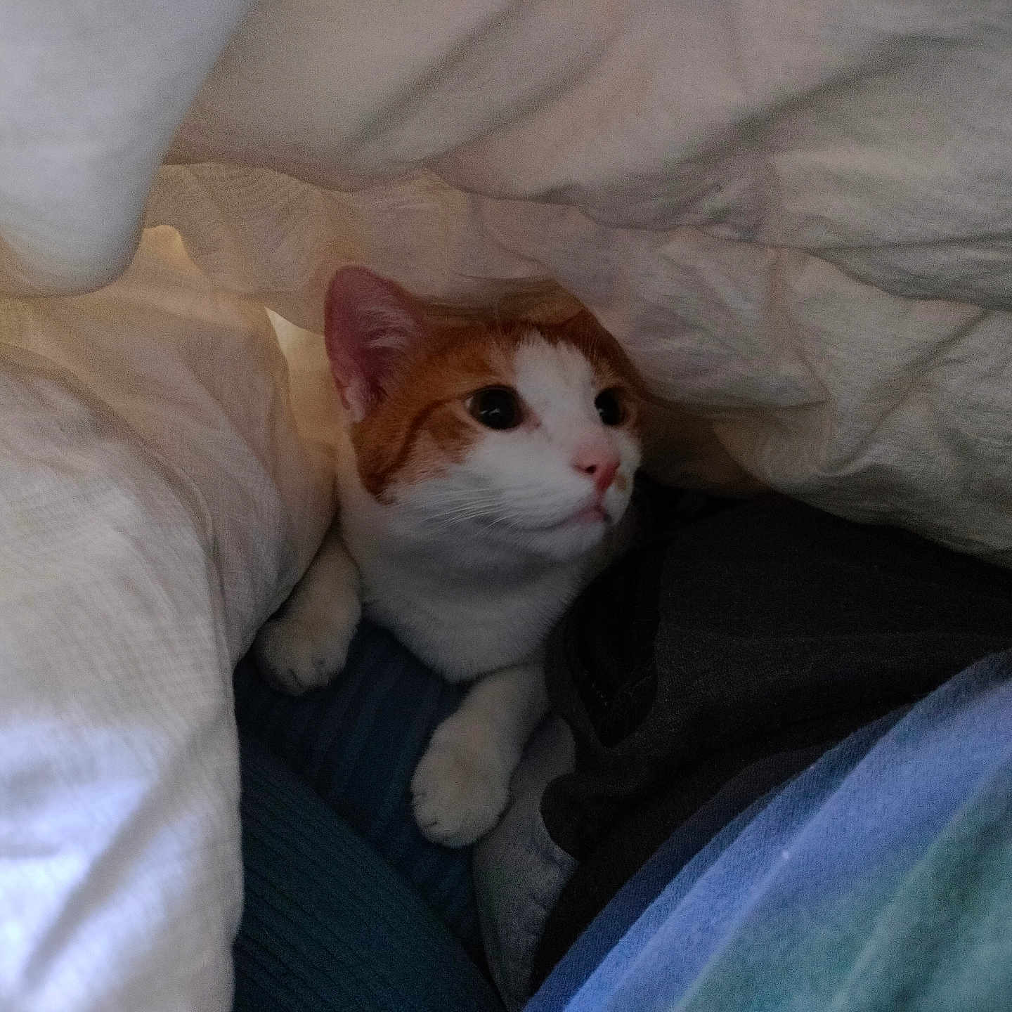 Lay