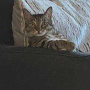 Horus is registered to the contest to win money with this photo: animal, cat, comfort, couch, cozy, cute, domestic, feline, fur, home, indoor, looking, paw, pet, pillow, relaxed, resting, tabby_cat, texture, whiskers