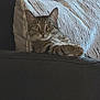 animal, cat, comfort, couch, cozy, cute, domestic, feline, fur, home, indoor, looking, paw, pet, pillow, relaxed, resting, tabby_cat, texture, whiskers