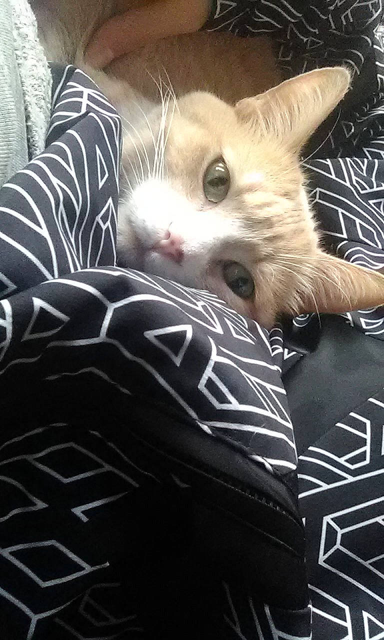 Tiger Bear joined the competition — help win amazing prizes! asian, black_and_white, carnivore, cat, ear, european_shorthair, fawn, felidae, fur, kitten, mammal, small_to_medium_sized_cats, snout, whiskers