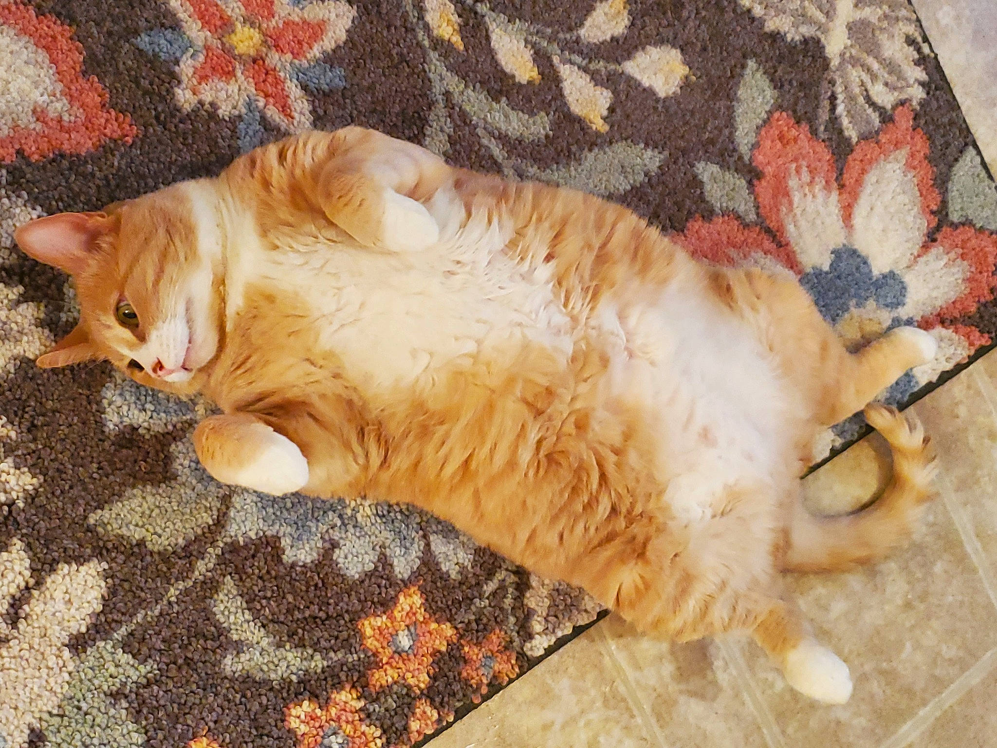 Tiger Bear joined the competition — help win amazing prizes! carnivore, cat, european_shorthair, fawn, felidae, fur, german_rex, kitten, nap, paw, small_to_medium_sized_cats, tabby_cat, tail, whiskers