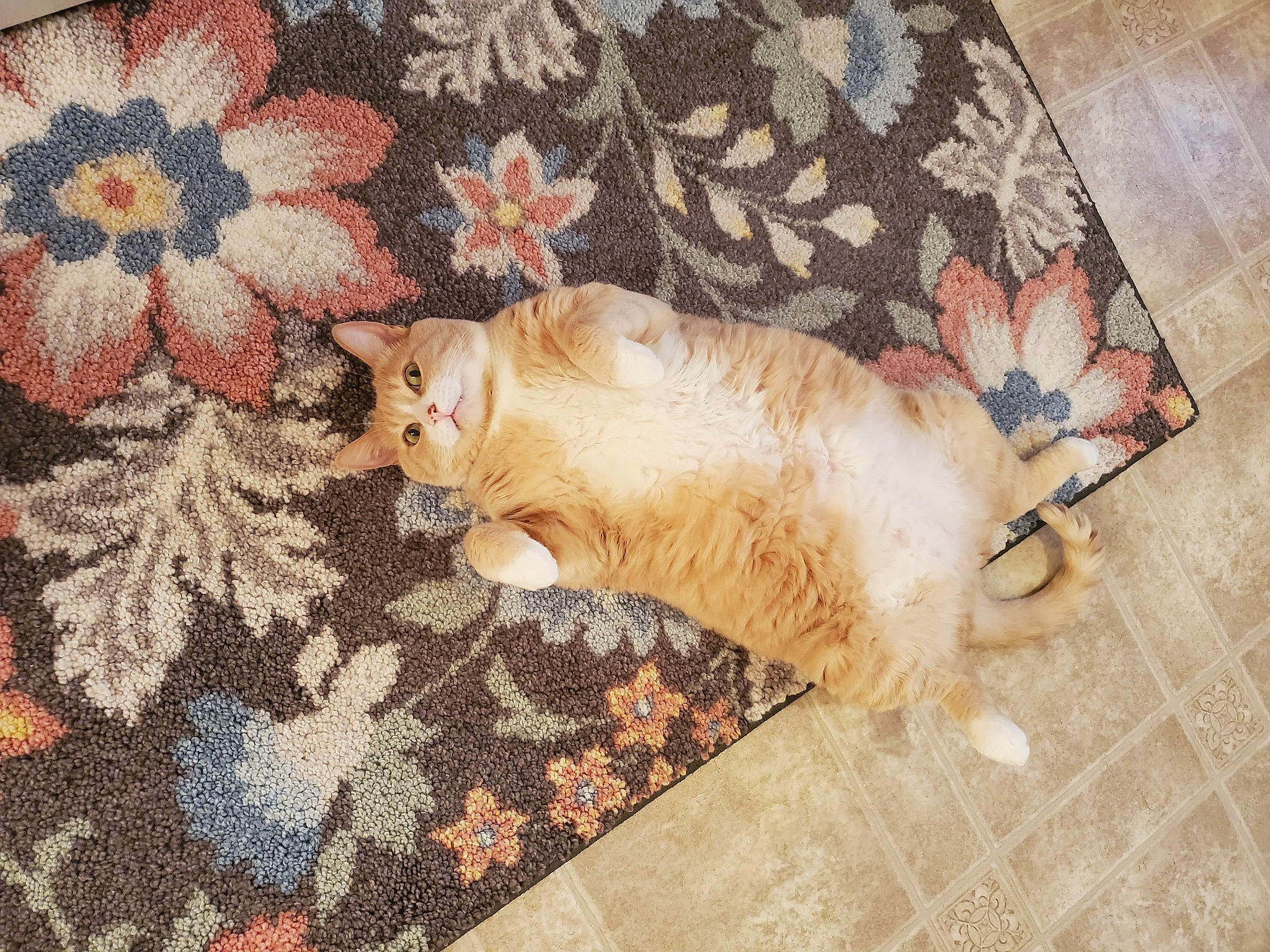 Tiger Bear joined the competition — help win amazing prizes! canidae, carnivore, cat, dog, dog_breed, fawn, felidae, flooring, kitten, lhasa_apso, paw, shih_tzu, small_to_medium_sized_cats, tail, toy_dog