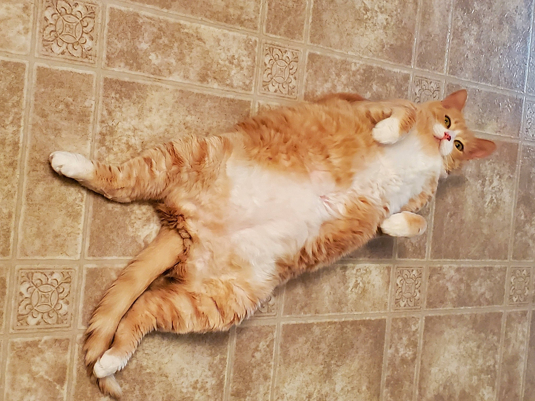 Tiger Bear joined the competition — help win amazing prizes! carnivore, cat, claw, domestic_short_haired_cat, fawn, felidae, flooring, foot, fur, human_leg, metal, paw, small_to_medium_sized_cats, sporting_group, tail, terrestrial_animal, toe, whiskers, window, wood