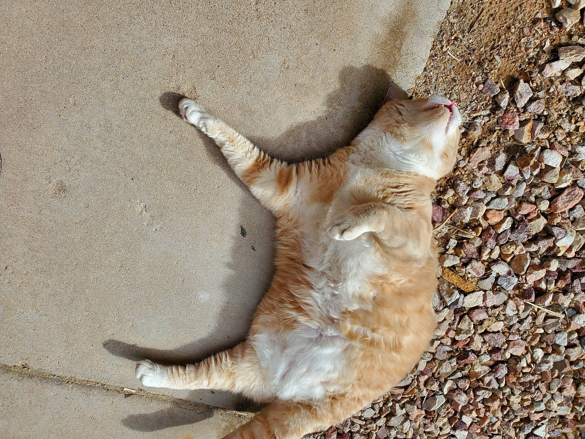 Tiger Bear is registered to the contest to win money with this photo: canidae, carnivore, cat, claw, dog_breed, domestic_short_haired_cat, fawn, felidae, fur, paw, sand, shadow, small_to_medium_sized_cats, soil, sporting_group, tail, terrestrial_animal, whiskers, wildlife, wood