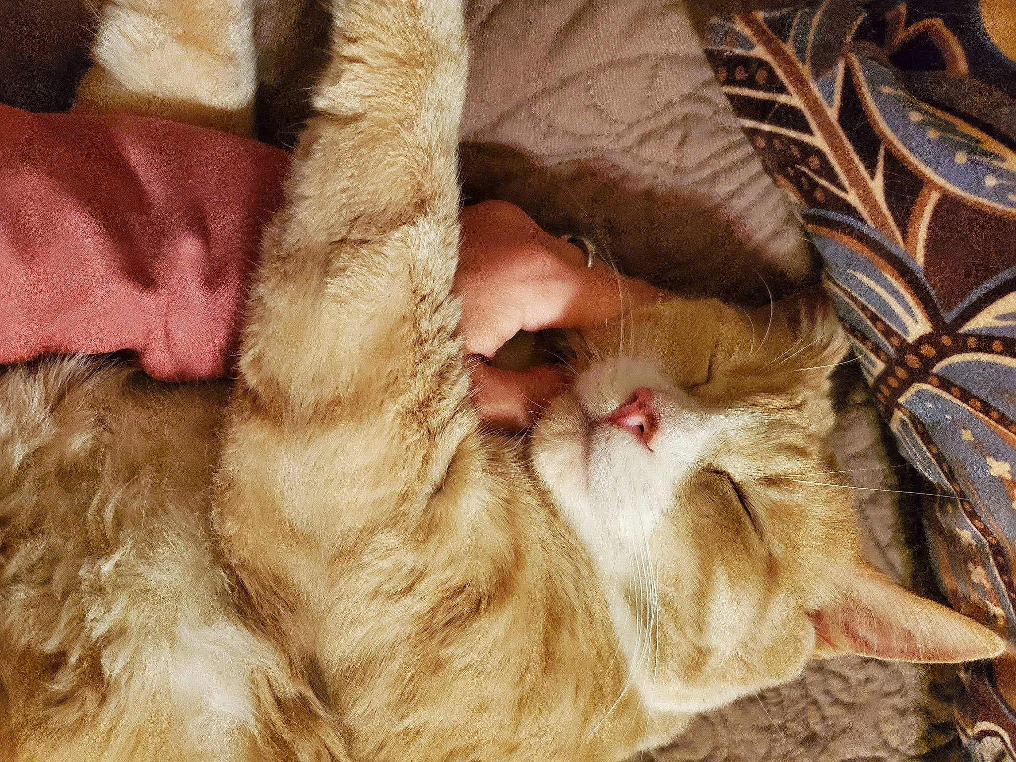 Tiger Bear joined the competition — help win amazing prizes! carnivore, cat, claw, comfort, domestic_short_haired_cat, fawn, felidae, fur, liver, nap, natural_material, paw, small_to_medium_sized_cats, snout, twig, whiskers