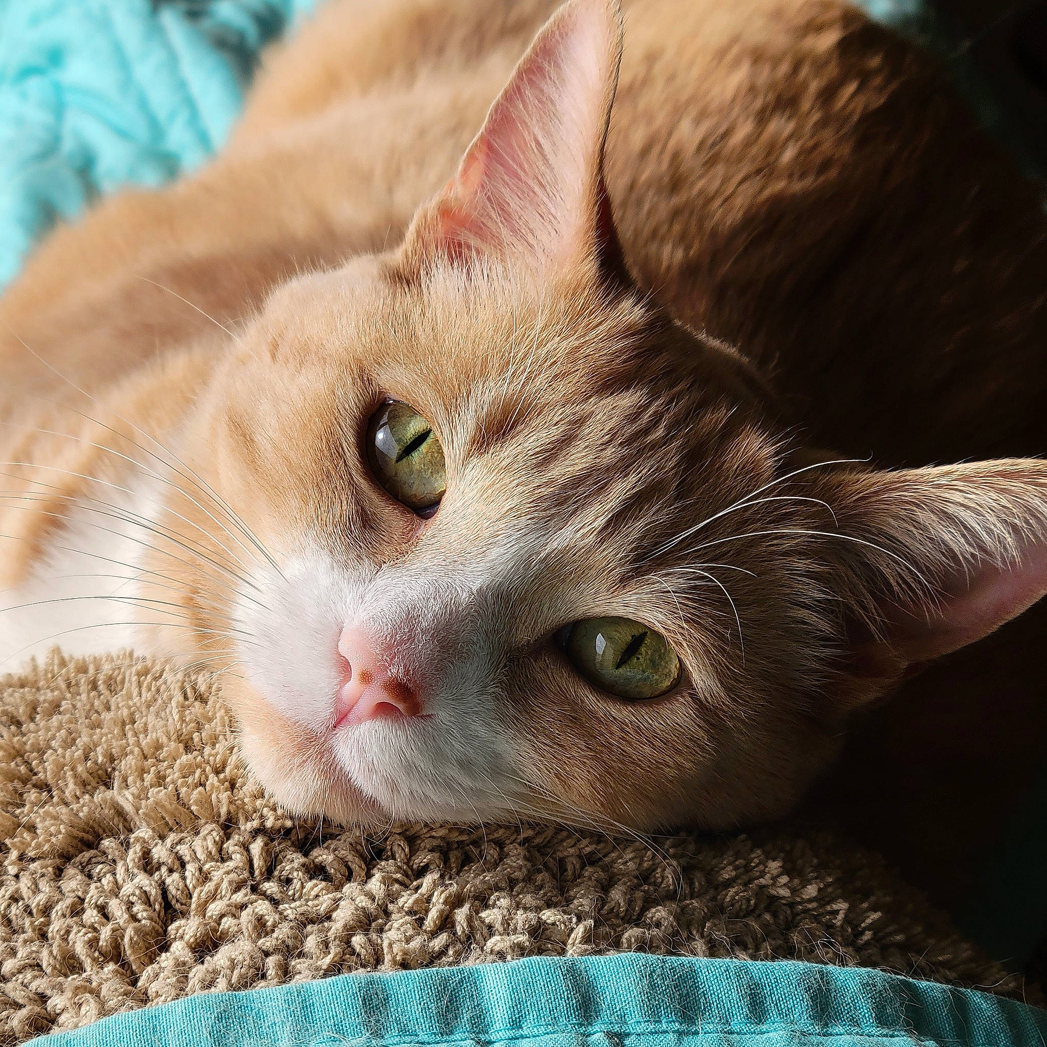 Tiger Bear is registered to the contest to win money with this photo: carnivore, cat, cat_supply, claw, close_up, comfort, domestic_short_haired_cat, fawn, felidae, fur, paw, pet_supply, small_to_medium_sized_cats, snout, whiskers