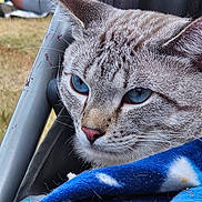 Fluffy is registered to the contest to win money with this photo: animal, blanket, blue_eyes, blurred_background, cat, close_up, cozy, daylight, fur, grass, metal_frame, outdoor, person, pet, pink_nose, portrait, relaxing, resting, striped_fur, whiskers