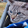 cat, blue_eyes, close_up, blanket, outdoor, metal_frame, fur, animal, pet, resting, portrait, whiskers, pink_nose, striped_fur, blurred_background, grass, person, relaxing, cozy, daylight