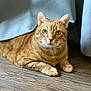 cat, ginger_cat, tabby, pet, animal, indoor, curtains, floor, wood_floor, laying_down, green_eyes, whiskers, ears, fur, domestic_cat, feline, resting, looking_at_camera, cute, calm