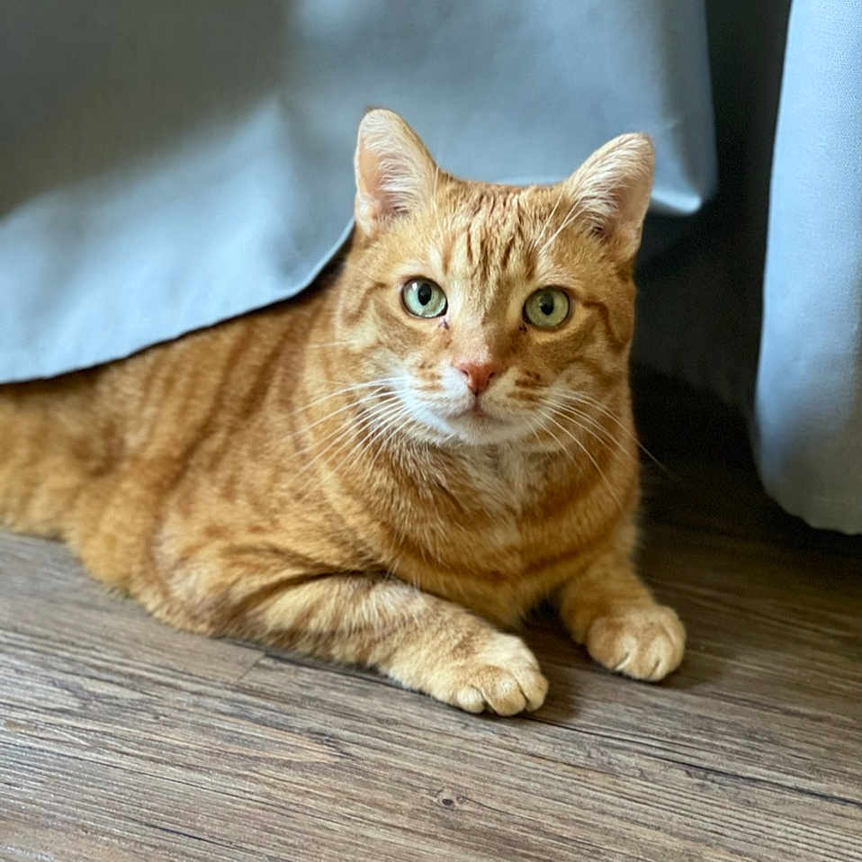 Tigrou participe au concours pour gagner de l'argent avec cette photo : animal, calm, cat, curtains, cute, domestic_cat, ears, feline, floor, fur, ginger_cat, green_eyes, indoor, laying_down, looking_at_camera, pet, resting, tabby, whiskers, wood_floor